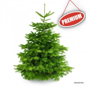 Živý Vianočný stromček Normandská jedľa - 1. trieda premium 250-300 cm Abies Nordmanniana
