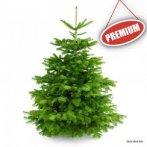 Živý Vianočný stromček Normandská jedľa - 1. trieda premium 300-450 cm Abies Nordmanniana